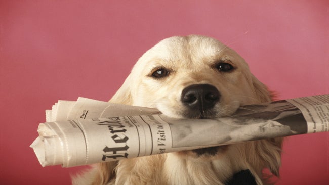 dog-chews-paper.jpg