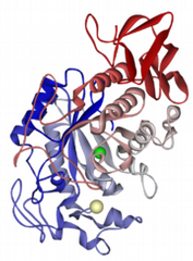 Human%20Salivary%20Amylase%20Image_medium.png