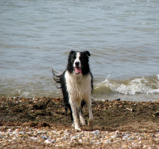 border-collie-dog-1365525954Aa6.jpg