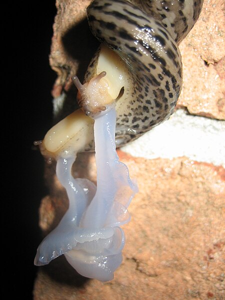 450px-Mating_Great_Grey_Slug_4124.jpg