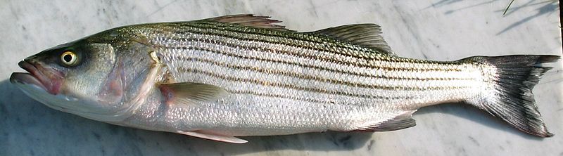 800px-StripedBass.JPG