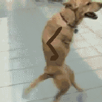tumblr_mn2vrdNMGM1rfpilno1_250.gif