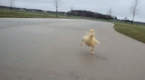 cute_animals_05.gif