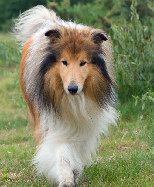 rough-collie-dog-1364826831vnm.jpg