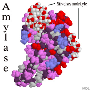 amylase.jpg