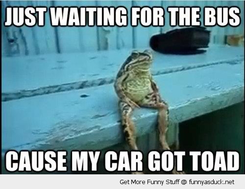 funny-waiting-on-bus-toad-pics.jpg