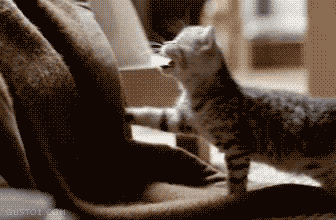 7262013050982.gif