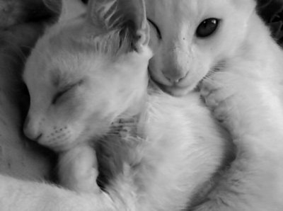 tumblr_mgy5g07Xnu1rdd58ro1_400.jpg
