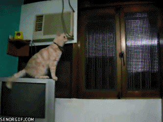 funny%2Bcat.gif