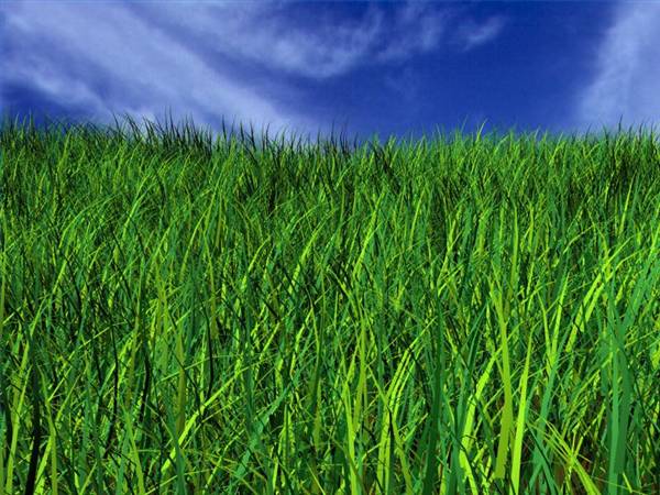 fresh-cut-grass.jpg