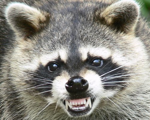 RACCOONMOUTH.jpg