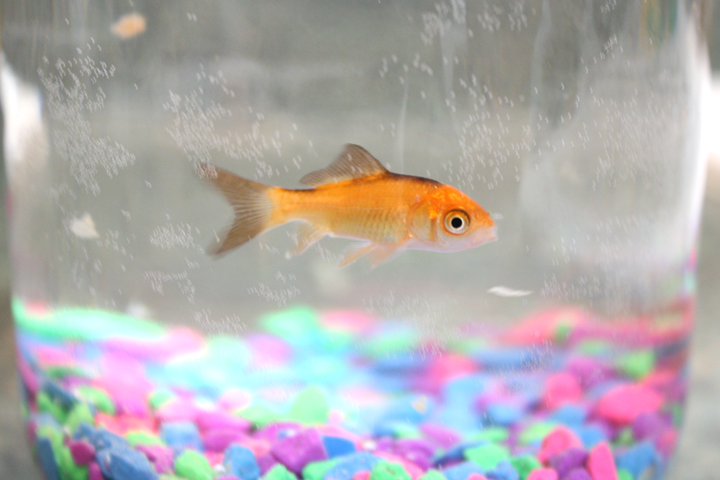 nemo.png