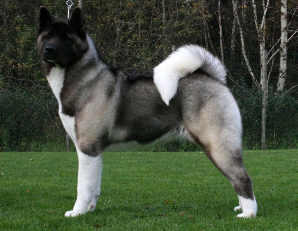 american-akita.jpg