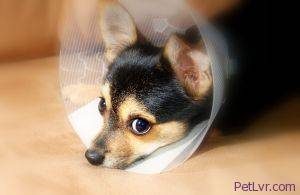 625780_puppy_recovery_21.jpg