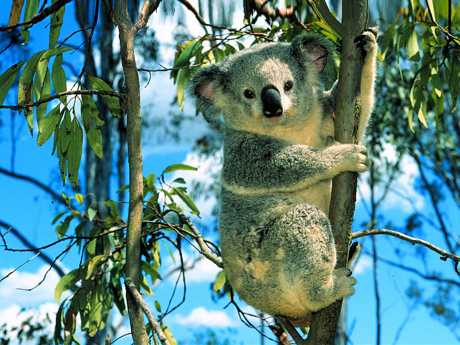 koala.jpg