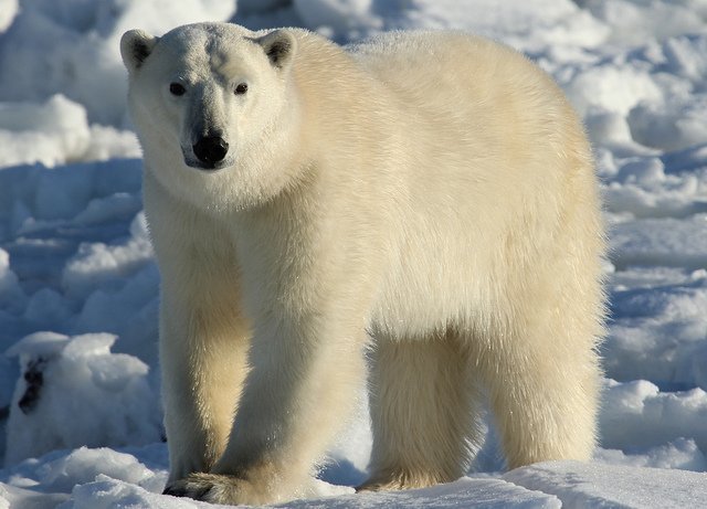 white_polar_bear1.jpg