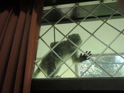 Monkey+at+window.jpg