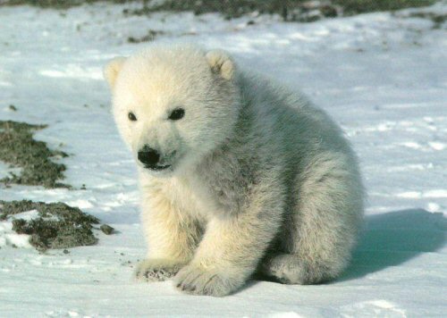 cute-bear-images-1.jpg