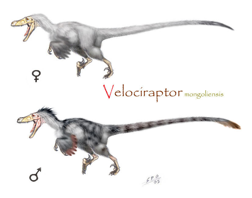 Velociraptor_mongoliensis_by_unlobogris.jpg