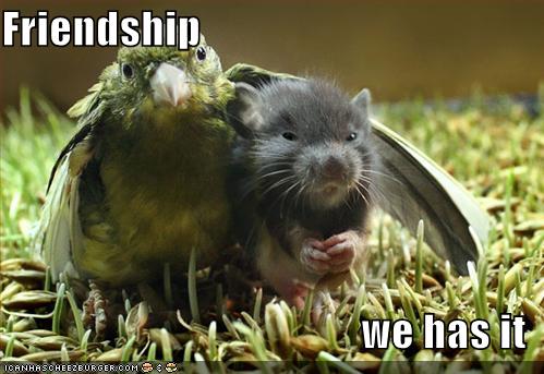 funny-pictures-bird-and-mouse-have-friendship.jpg