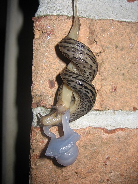450px-Mating_Great_Grey_Slug_4111.jpg