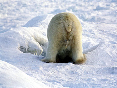 polar_bear_fishing.jpg
