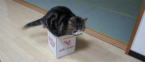 Funny-Cat-GIF-Wagging-tail.gif