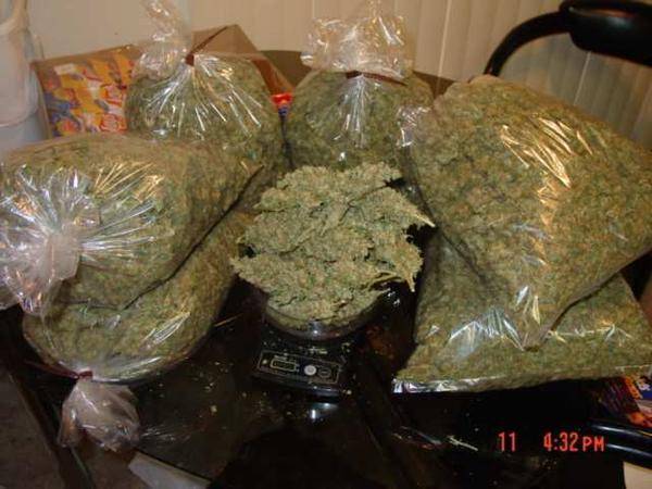 Shit-Loads-Of-Weed-stock1287.jpg
