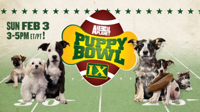 Puppy-Bowl-2013-650x364.jpg